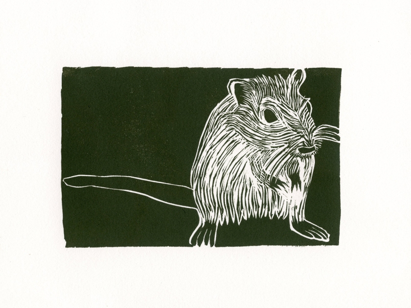 Full size paper of the Gerbil 10" x 8"