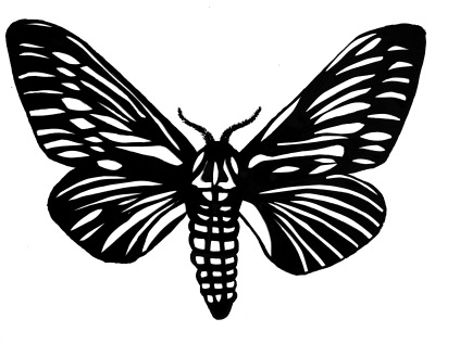 new_moth
